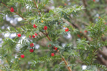 小叶红豆树图片
