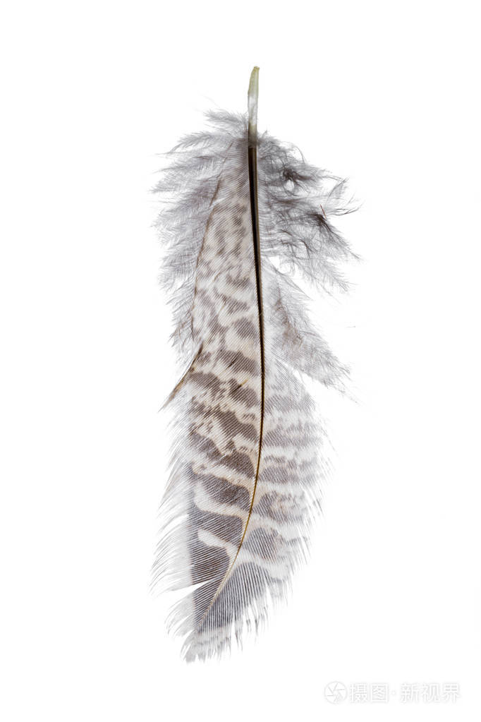 在白色背景上孤立的鸟羽