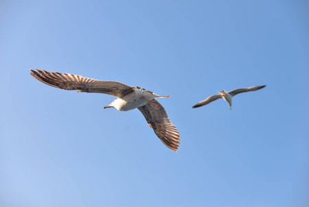 黑鹰独自飞翔在天空中在蓝色的天空中翱翔的白色海鸥成年白尾鹰在空中