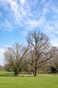 意大利蒙扎皇家别墅公园里的树木