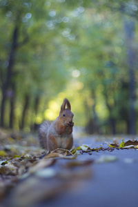 松鼠在公园的秋路上吃坚果