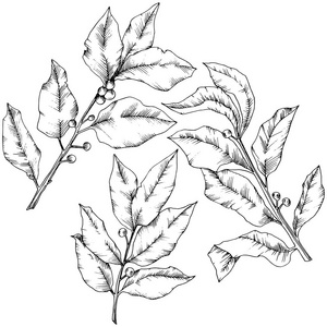 载体紫菜叶。 叶植物植物园花叶。 孤立的插图元素。 黑白雕刻水墨艺术。 背景纹理包装图案框架或边框的矢量叶。