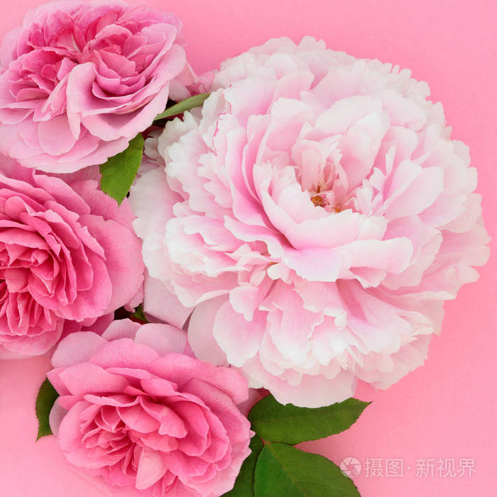 玫瑰和牡丹花也用于草药和自然疗法. 顶部视图平躺在粉红色背景上.