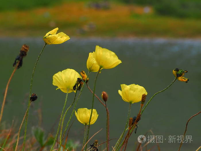 可爱的黄色野花生长在俄罗斯阿尔泰山