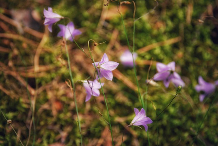 百合花沼泽花森林花。