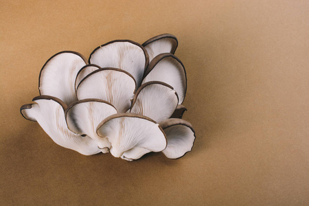 牡蛎蘑菇或平菇，如易于栽培的蘑菇