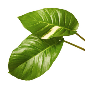 常春藤植物图片-常春藤植物素材-常春藤植物插画-摄图新视界