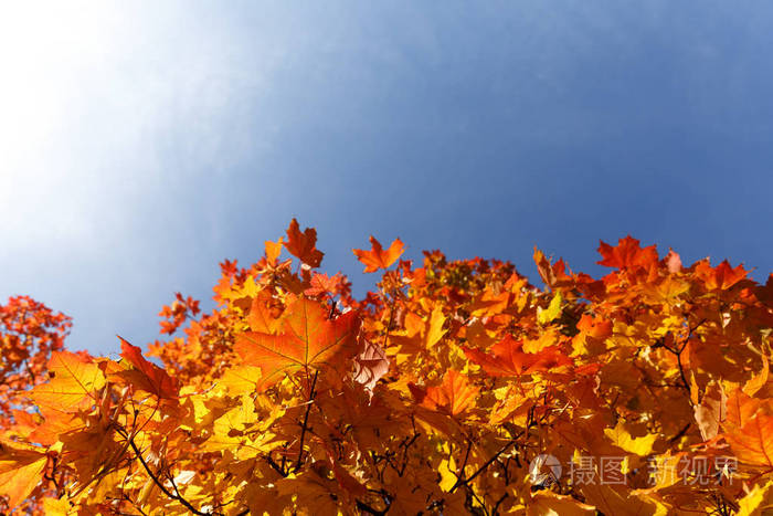 秋天的枫叶红叶自然背景 五颜六色的叶子照片 正版商用图片13qizi 摄图新视界