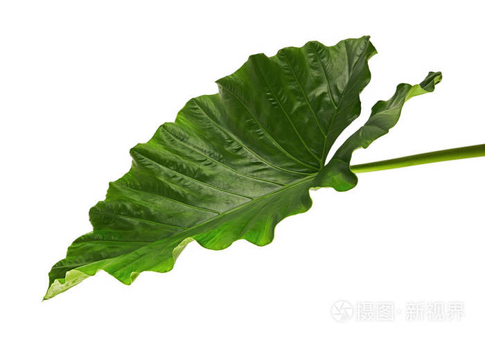 黄叶 夜香百合或巨大直立的象耳 白色背景下分离出来的奇异热带叶子 有夹竹道照片 正版商用图片13qj09 摄图新视界 黄叶 夜香百合或巨大直立的象耳 白色背景下分离出来的奇异热带叶子 有夹竹道照片 正版商用图片13qj09 摄图新视界