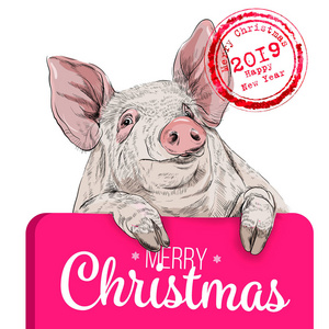 五颜六色的卡通猪拿着水平海报。 2019年中国符号。 农场动物矢量图图标标志，补丁证书，礼品卡，标志