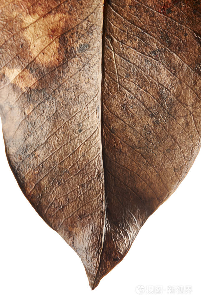 近秋干叶枯叶枯叶枯叶棕叶大观纹理枯萎秋叶孤立于白色背景上