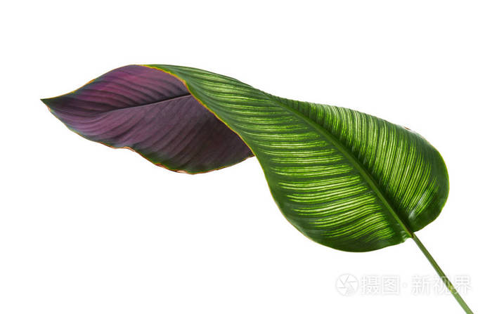 热带观叶植物叶白背景上分离出的夹竹道照片 正版商用图片13qjbo 摄图新视界 热带观叶植物叶白背景上分离出的夹竹道照片 正版商用图片13qjbo 摄图新视界