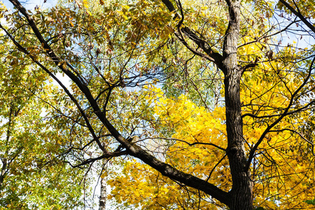 蒂米尔亚泽夫斯基公园秋树之间橡树树干的底部景观，十月晴天