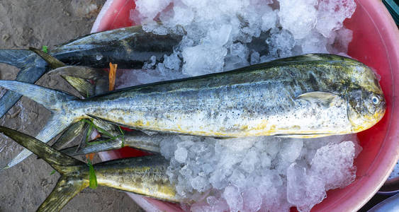 这种鱼种生活在越南东部中部和南部水域照片