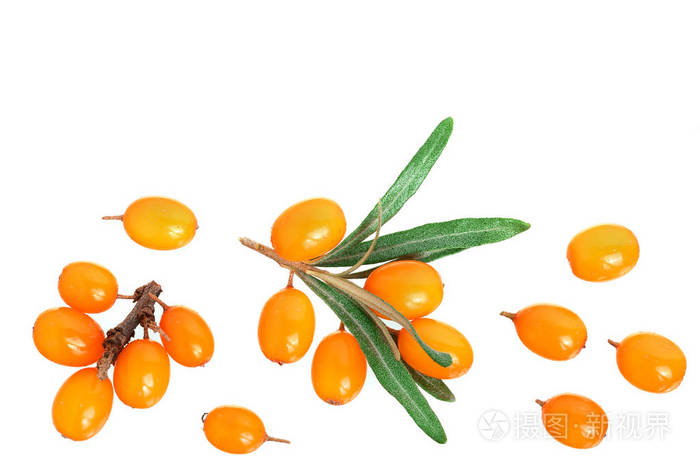 沙棘.新鲜成熟的浆果与叶子查出的白色背景与复制空间为您的文本.
