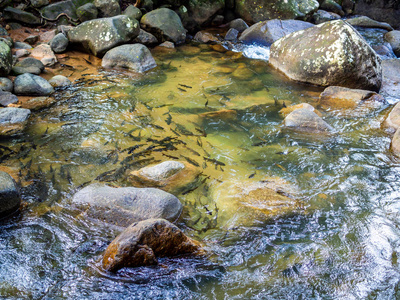 马谢尔倒钩鱼在浅水瀑布周围带着岩石。