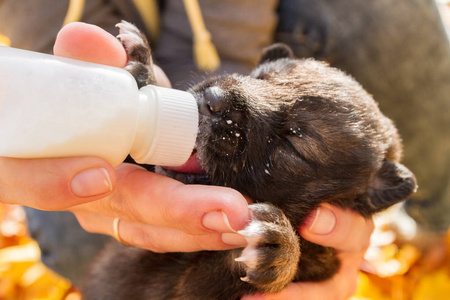 一只刚出生的小狗狗从瓶子里喝牛奶