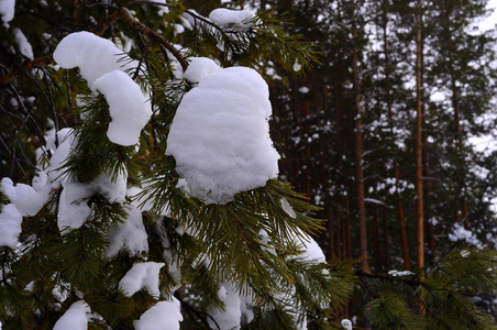 冬季西伯利亚泰加 混交林 针叶树和落叶树被雪覆盖 这张照片是在冬日的自然光线下拍摄的 照片 正版商用图片13qlzq 摄图新视界 冬季西伯利亚泰加 混交林 针叶树和落叶树被雪覆盖 这张照片是在冬日的自然光线下拍摄的 照片 正版商用图片13qlzq 摄图新视界