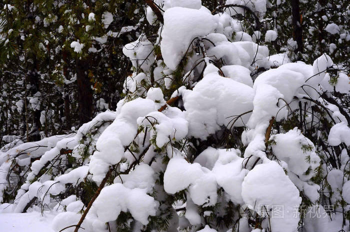 冬季西伯利亚泰加 混交林 针叶树和落叶树被雪覆盖 这张照片是在冬日的自然光线下拍摄的 照片 正版商用图片13qlzo 摄图新视界