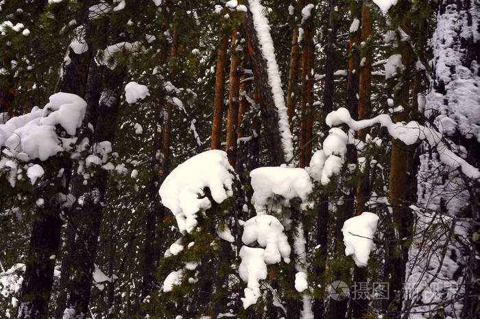 冬季西伯利亚泰加 混交林 针叶树和落叶树被雪覆盖 这张照片是在冬日的自然光线下拍摄的 照片 正版商用图片13qlzq 摄图新视界 冬季西伯利亚泰加 混交林 针叶树和落叶树被雪覆盖 这张照片是在冬日的自然光线下拍摄的 照片 正版商用图片13qlzq 摄图新视界