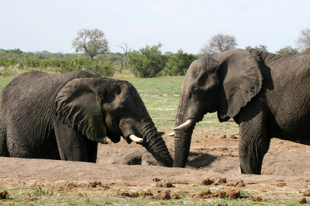 非洲象，非洲罗索东塔Loxodontaafricana，位于津巴布韦Hwange国家公园