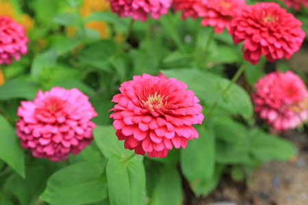 花园里的粉红色津尼亚花。