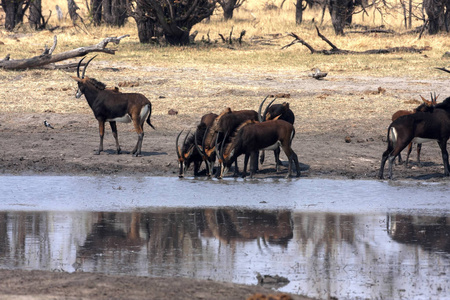 在Zimbawe的Hwange国家公园里，希波特拉格斯尼格山羚羊群