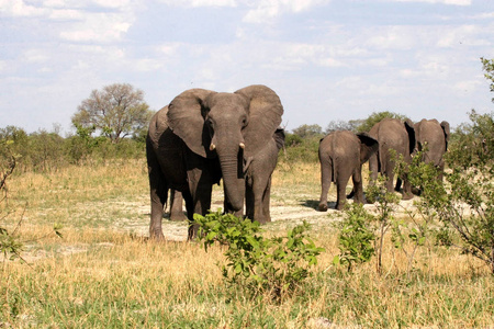 非洲大象洛索多塔非洲灌木丛津巴布韦