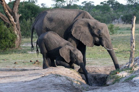 非洲大象洛索顿非洲水水洞Hwange国家公园津巴布韦