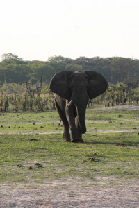非洲大象洛索多塔非洲灌木丛津巴布韦