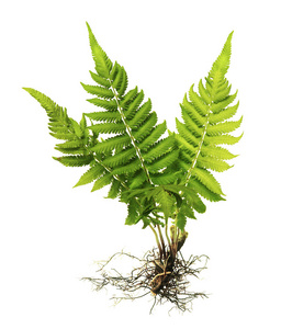 狼字叶根友体蕨类植物,根和叶(无土),白色背景上分离,夹道照片