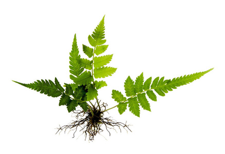 哥特式蕨根蕨类植物,根和叶(无土),白色背景上分离,夹道照片