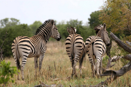 s zebra. Equus quagga boehmi, Hwange National Park, Zimbabwe