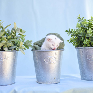 花瓶里绿色植物中可爱而蓬松的白色小猫