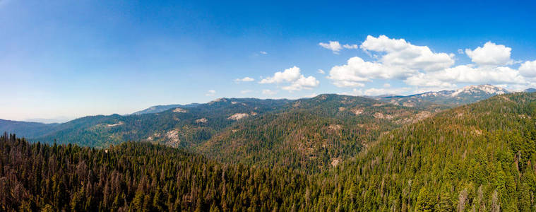 野生红杉森林景观从无人机拍摄。 欧洲森林和草地的鸟瞰图。