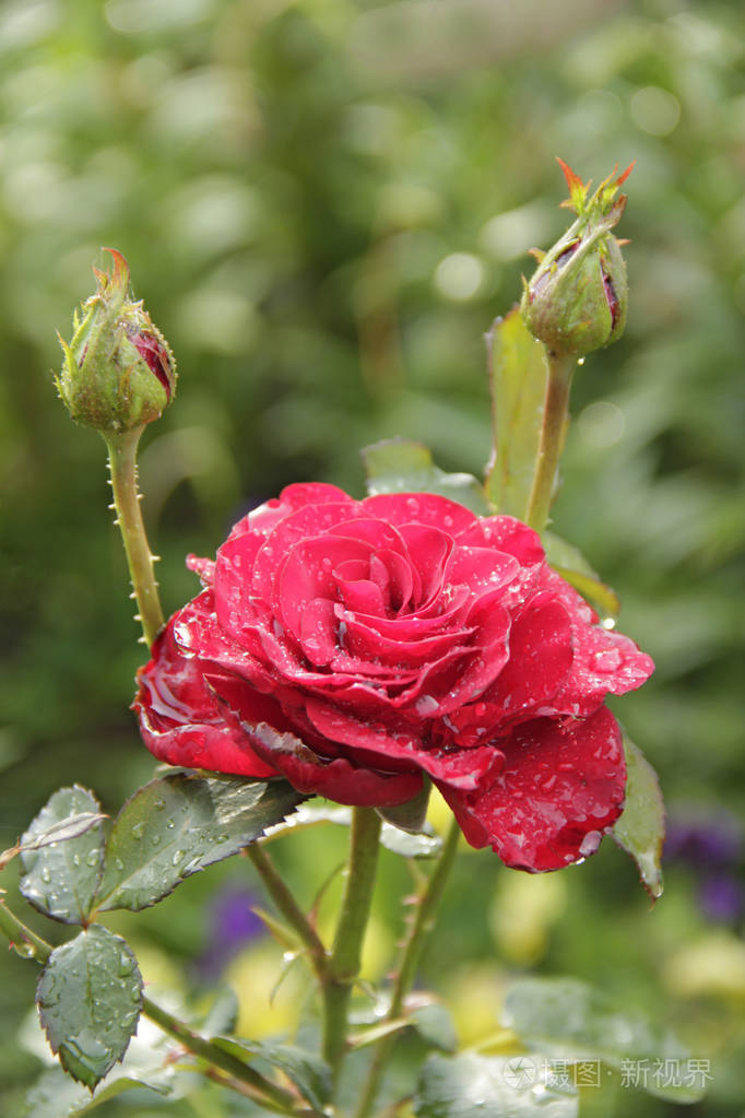 雨后的花园里盛开着红玫瑰美丽的花朵特写在花园里绽放美丽的玫瑰花