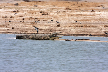尼罗河鳄鱼鳄鱼在津巴布韦的沃格国家公园的水洞里