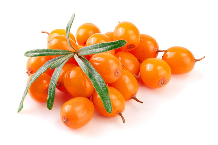 大果沙棘.新鲜成熟的浆果,具叶上白色背景宏孤立照片