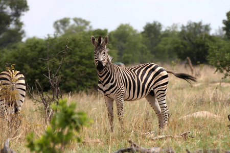 s zebra. Equus quagga boehmi, Hwange National Park, Zimbabwe