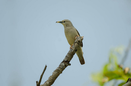 栗色尾星鸟Sturnus Malabaricus站在泰国大自然的树枝上。