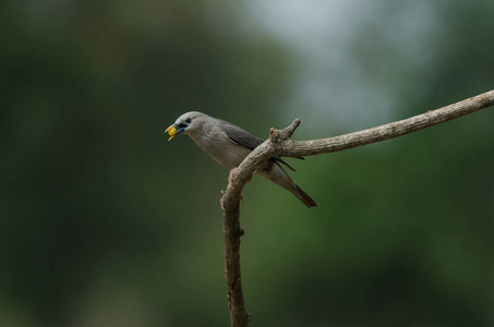 栗色尾星鸟Sturnus Malabaricus站在泰国大自然的树枝上。