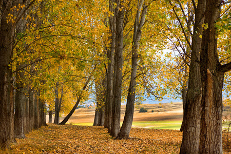 秋天的景色，有树和黄色的叶子