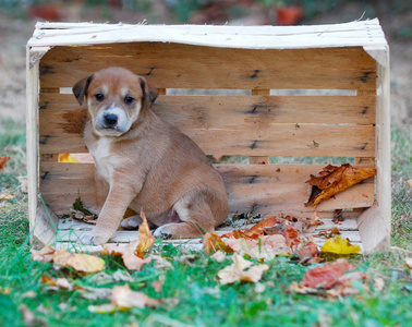 在木制水果箱逗人喜爱的小狗