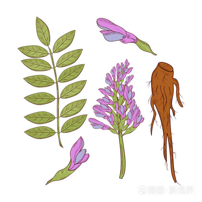 甘草 根 花 叶子 设置 素描 在白色背景上插画 正版商用图片13qs7y 摄图新视界