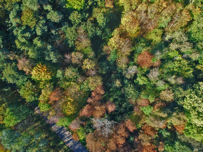 秋季期间有隐蔽道路的彩色森林鸟瞰图