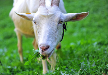 一只山羊在农场吃青草的肖像