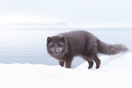 靠近一只北极狐，站在冰岛雪冬里。