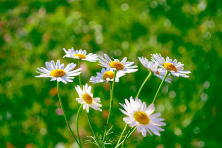 模糊的。 白色明亮的雏菊花在夏季景观的背景上。