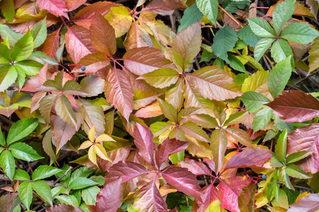 五叶常春藤图片