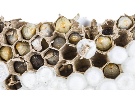 危险性质亚洲马蜂窝蜂窝蜂窝昆虫宏观与幼虫在白色背景白色背景.